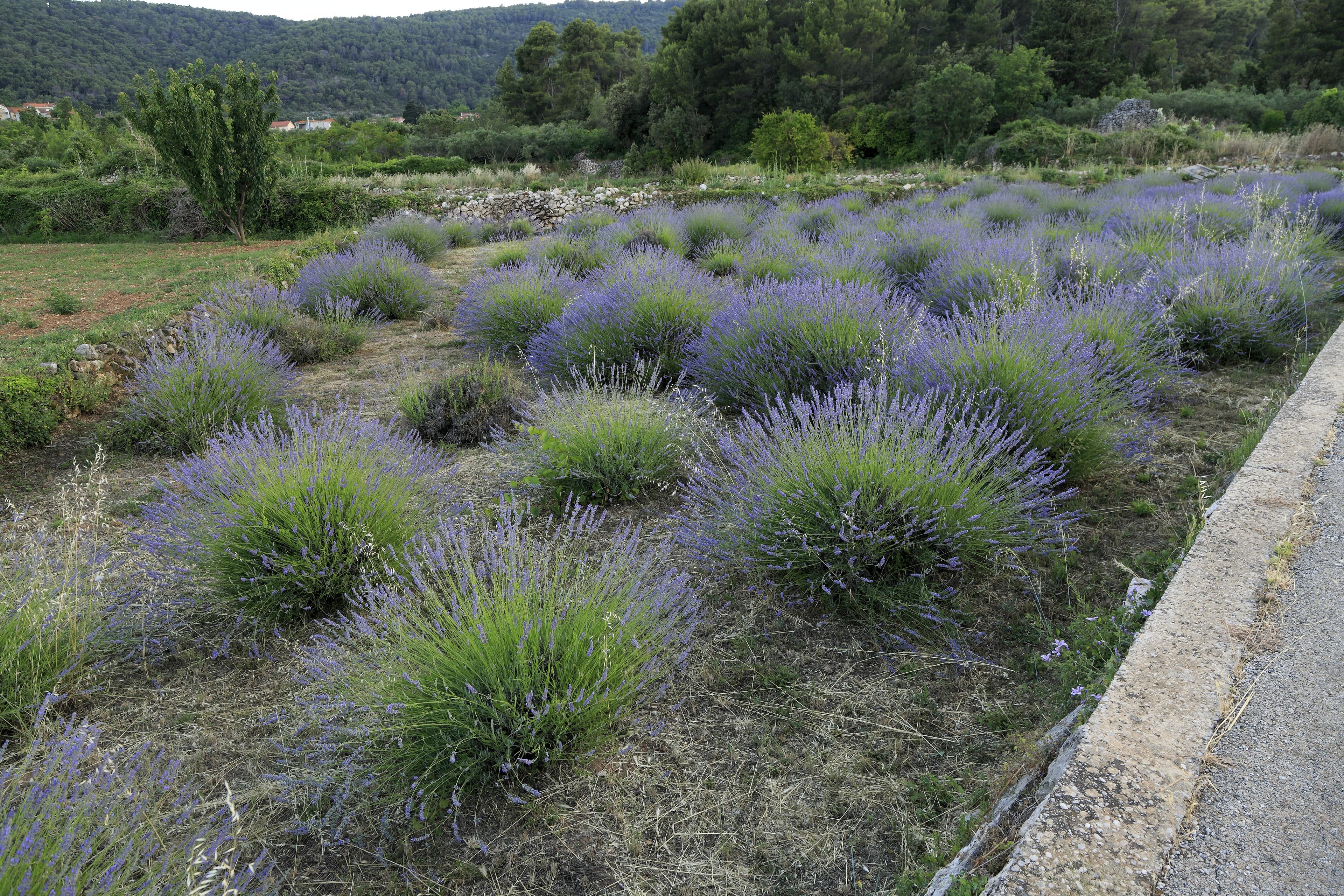 Levandulová pole na Hvaru – Fialové srdce ostrova